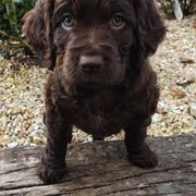 Boykin Spaniel Puppies from Cavern Kennels