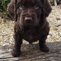 Boykin Spaniel Puppies from Cavern Kennels