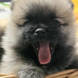 Pomsky Puppies from Amazing High Desert Pomskys