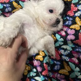 Girl 1 - Shih Tzu puppy in Moreno Valley, California from Legacy Shihtzus