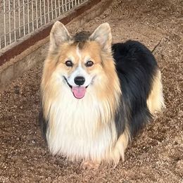 Max - Pembroke Welsh Corgi