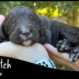 Dutch - Chocolate male Goldendoodle puppy in Angier, North Carolina from A Breed Above Kennels