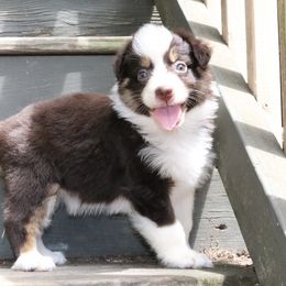 Aster - Red tri-color female Australian Shepherd puppy in Macon, Georgia from Shaina’s Shepherds