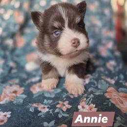 Annie - Red and white female Pomsky puppy in Mc Callsburg, Iowa from SZ Rolling Acres LLC