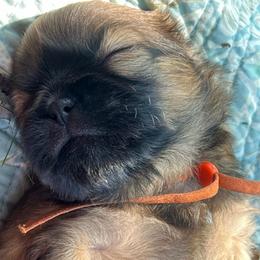 Mash - Liver male Shih Tzu puppy in Bloomfield, Indiana from Meihem Pups