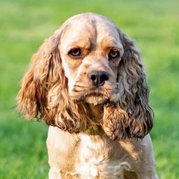 Cocker Spaniels from Bagley’s Cocker Spaniels
