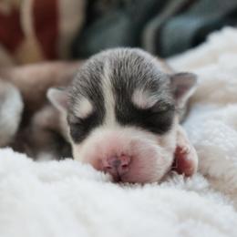 Flint - Sable and white male Siberian Husky puppy in Bly, Oregon from Hill Top Huskies