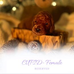 Girl 2 - Red  female Goldendoodle puppy in Augusta, Maine from Bridgewood Doodle Farm LLC.