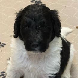 Zeb - male Newfypoo puppy in San Antonio, Texas from Mammoth Doodles