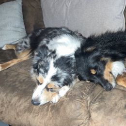 Miniature Australian Shepherds from A6 Mini Aussies