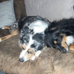 Miniature Australian Shepherds from A6 Mini Aussies