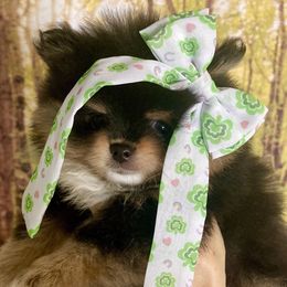 Mariah - Black and tan Pomeranian puppy in Redding, California from Yates Pomeranians