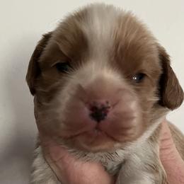 Boy 2 - Blenheim male Cavalier King Charles Spaniel puppy in Danville, Pennsylvania from RoaringCreek