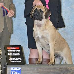 Honey - Mastiff