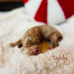 Toddy - Buff and white male Cockapoo puppy in Alexandria, Alabama from Bright and Beautiful Cockapoos and Doodles
