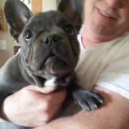 French Bulldog Puppies from Ginny's Frenchie's
