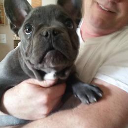 French Bulldog Puppies from Ginny's Frenchie's