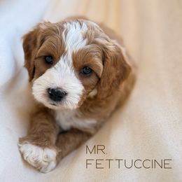 Fettuccine - Red male Cavapoo puppy in Sacramento, California from Dandy Doodles Goldendoodles