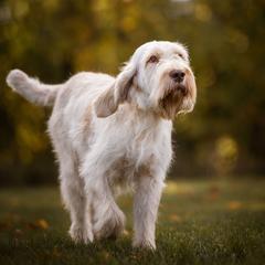 Spinoni Italiani from Seven Pines Spinone