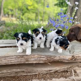 Biewer Terrier Puppies from Petit Bijou