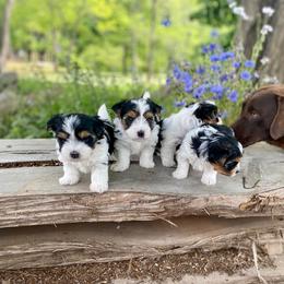 Biewer Terrier Puppies from Petit Bijou