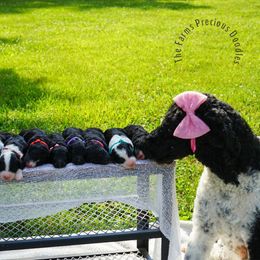 Sheepadoodle Puppies from The Farms Precious Doodles
