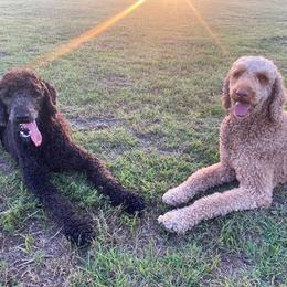 Goldendoodles from R2R Ranch