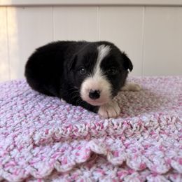 Peppermint - Black tri-color female Australian Shepherd puppy in Placerville, California from BFF Aussies