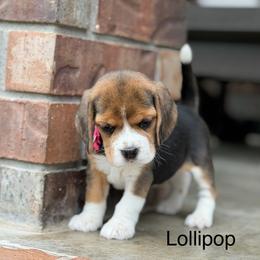 Lollipop - Black tan and white female Beagle puppy in Mansfield, Missouri from Rippee Creek Kennel