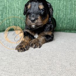 Mrs. Peacock (blue collar female) - Phantom female Goldendoodle puppy in Murrieta, California from Apricot Poodles & Goldendoodles, LLC