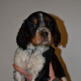 English Springer Spaniel Puppies from Stormin Pine and Prairie Springers