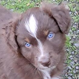 Bay - Red tri-color female Australian Shepherd puppy in Cottage Grove, Oregon from Farmstead Aussies