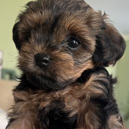 "Rose" Yorkipoo Puppies from Gin and Stella's Adventures