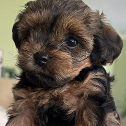 "Rose" Yorkipoo Puppies from Gin and Stella's Adventures