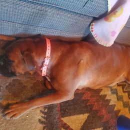 Greta - Boxer