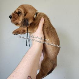 Black collar - Mahogany and white male Basset Hound puppy in Alton, Illinois from Show Me Great Danes and Basset Hounds