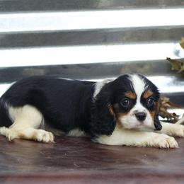 Dopey - Tri-color male Cavalier King Charles Spaniel puppy in Neosho, Missouri from County-Line Critters