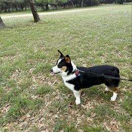 Paquito - Black and tan male Pembroke Welsh Corgi puppy in Johnson City, Texas from McCall Creek Corgis