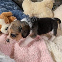Blue - Black tan and white female Beagle puppy in Vallejo, California from Tailwindfarm
