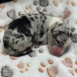 Boy 3 - Blue merle male Australian Shepherd puppy in Volant, Pennsylvania from Addie's Aussies