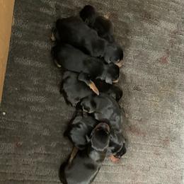 Diasy - Black and tan female Miniature Pinscher puppy in Lancaster, Missouri from White Stone Ranch