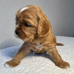 Black Boy - Red male Cavapoo puppy in Wasilla, Alaska from The West Family