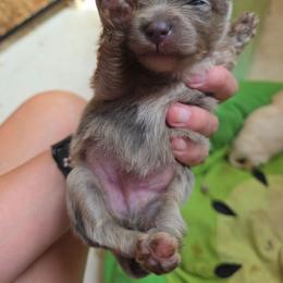 Dash - Blue merle male Pomeranian puppy in Chattanooga, Tennessee from Valley Poms