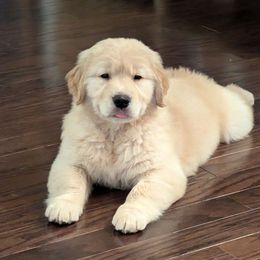 Golden Retriever Puppies from Crimson Sky Goldens