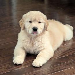 Golden Retriever Puppies from Crimson Sky Goldens