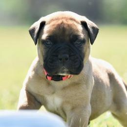 Baron - Fawn male Bullmastiff puppy in Chickasha, Oklahoma from Rustic Lace