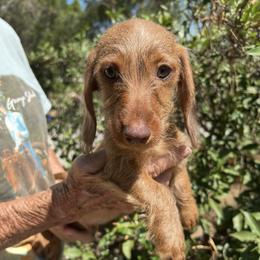 Harry - Red male Dachshund puppy in Norco, California from Norco dachshunds