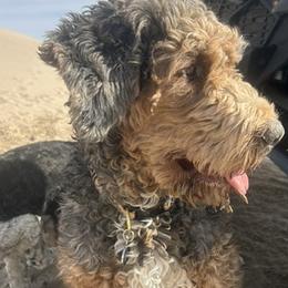 Maple - Bernedoodle