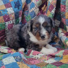 Snickers - Blue merle female Aussiedoodle puppy in Missouri from B&M Cottonwood Canines