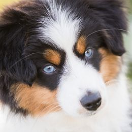 Moochie - Toy Australian Shepherd